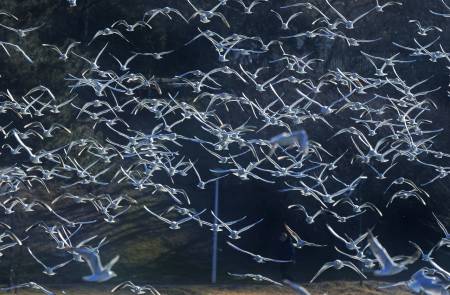 美서 'H5N1 조류 인플루엔자' 중증환자 첫 발생 “캘리포니아 비상사태 선포”