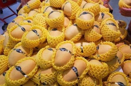 현대코퍼레이션, 캄보디아산 망고 수입 물량 확대 배경...10년 노력 결실