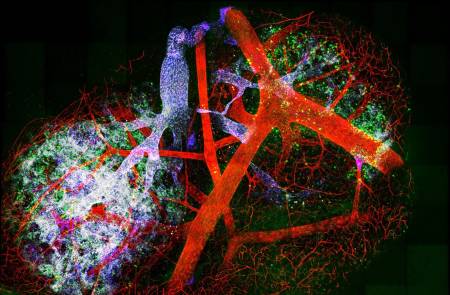 아이빔테크놀로지, 바이오USA 참가 ‘생체현미경∙AI 영상분석’ 기반 기술협력 가속화