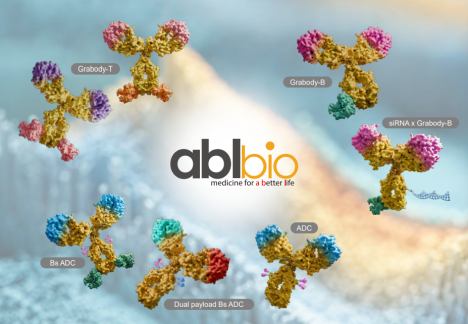  에이비엘바이오, PD-L1x4-1BB 이중항체 6주요법서도 항암효과