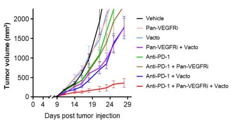  메드팩토, '벡토서팁' 삼중병용 대장암 전임상서 "CR 최대 33%"