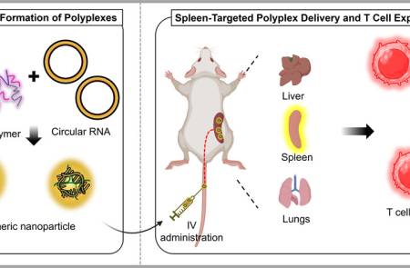 알지노믹스·인하대,  in vivo CAR-T 연구 논문 국제학술지 게재