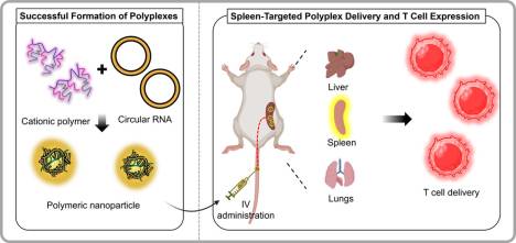 알지노믹스·인하대,  in vivo CAR-T 연구 논문 국제학술지 게재