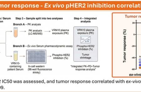 보로노이, AACR2026서 'VRN10' 임상 데이터 발표…차별적 HER2 분해 기전 입증