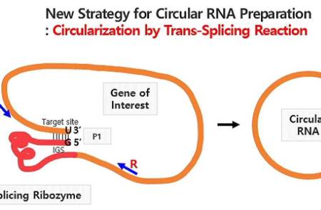 알지노믹스, 원형 RNA 기술 국제 특허 등록… 글로벌 IP 경쟁력 강화